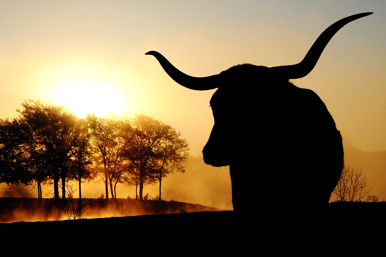 Texas Longhorn cow silhouette with scenic sunrise on landscape i